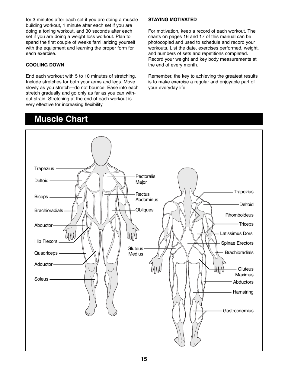 Muscle chart | Weider 148 User Manual | Page 15 / 20
